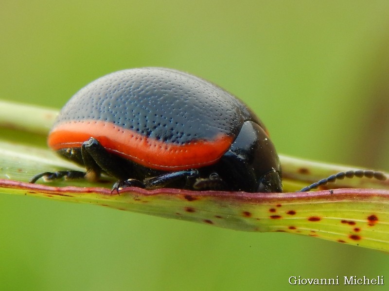 Crysolina rossia Chrysomelidae